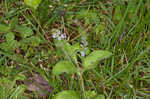 Common gypsyweed